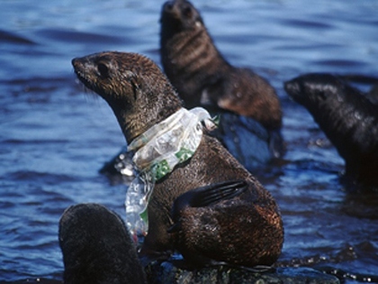 focas contaminadas