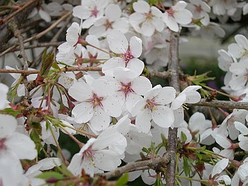 Cerezo en flor