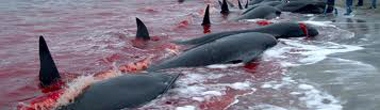 ballenas