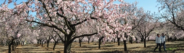 Almendros en flor