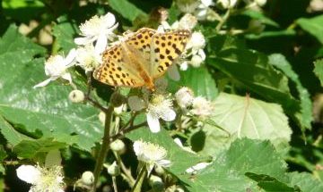 Mariposa en Valsaín